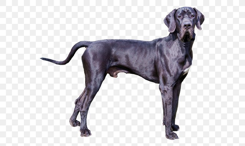 Great Dane Old Danish Pointer Plott Hound Dog Breed English Mastiff, PNG, 567x489px, Great Dane, Breed, Carnivoran, Dog, Dog Breed Download Free