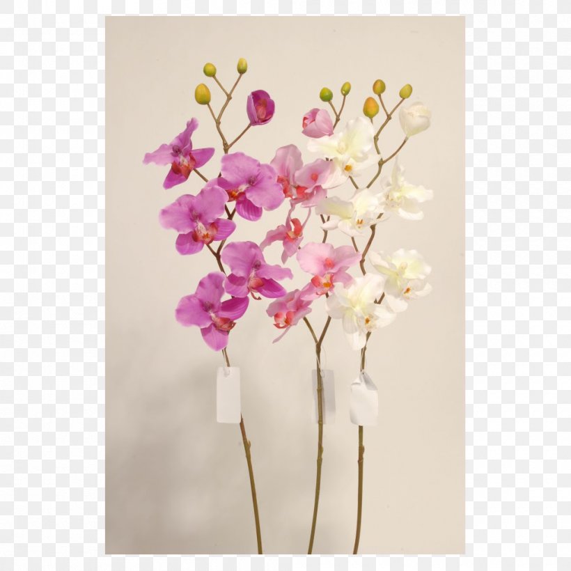 Moth Orchids Cut Flowers Dendrobium, PNG, 1000x1000px, Moth Orchids, Artificial Flower, Blossom, Branch, Cherry Blossom Download Free