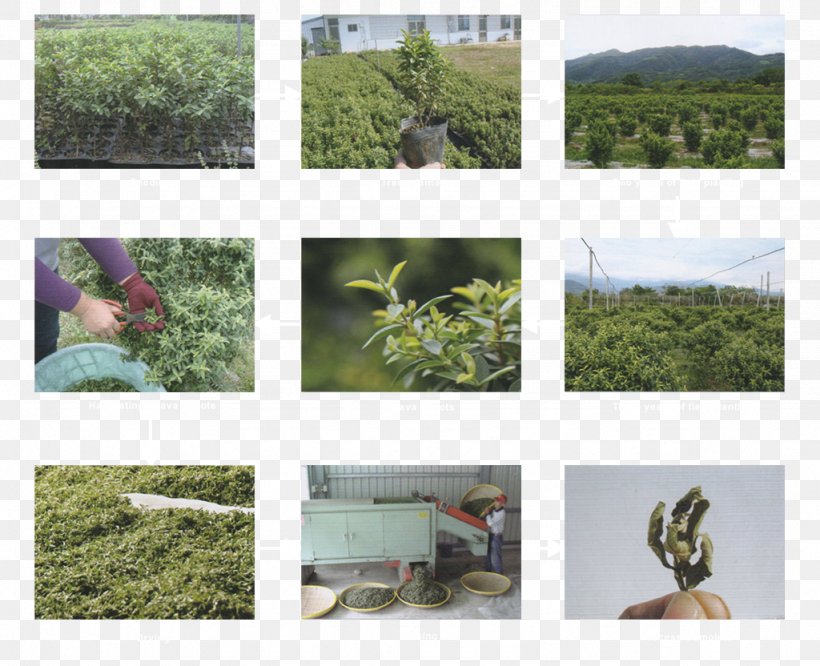 Tea Common Guava Taiwan Plantation, PNG, 1024x832px, Tea, Biscuits, Common Guava, Ecosystem, Evergreen Download Free