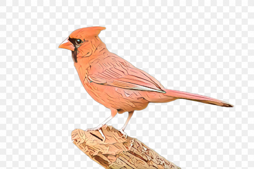 Bird Northern Cardinal Cardinal Beak Songbird, PNG, 2448x1632px, Bird, Animal Figure, Beak, Cardinal, Figurine Download Free