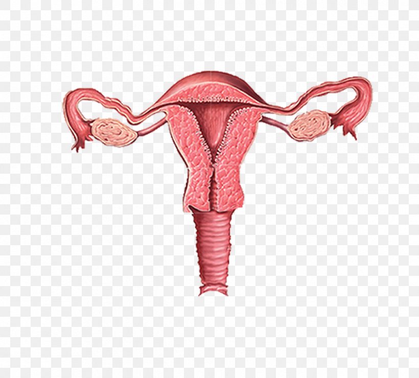 Female Reproductive System Pelvic Inflammatory Disease Ovary, PNG, 1294x1169px, Female Reproductive System, Cervix, Gynaecology, Human Reproduction, Infertility Download Free