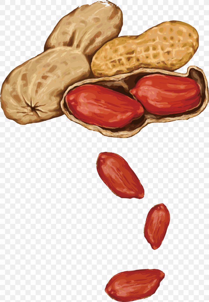 Peanut Almond Drawing, PNG, 1775x2571px, Nut, Almond, Cooking Oil, Drawing, Food Download Free