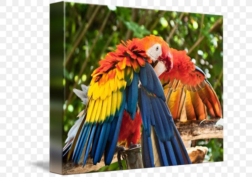Scarlet Macaw Bird Beak Blue, PNG, 650x574px, Macaw, Animal, Art, Beak, Bird Download Free