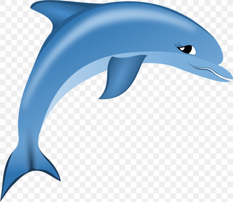 Common Bottlenose Dolphin Short-beaked Common Dolphin Tucuxi Wholphin Rough-toothed Dolphin, PNG, 830x720px, Common Bottlenose Dolphin, Beak, Bottlenose Dolphin, Dolphin, Drawing Download Free