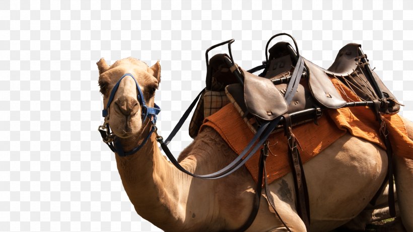 Dromedary Casela World Of Adventures Saddle Horse Pack Animal, PNG, 1920x1080px, Dromedary, Arabian Camel, Bridle, Camel, Camel Like Mammal Download Free