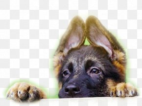 Puppy - German Shepherd Puppy Spinone Italiano Rottweiler Kitten PNG