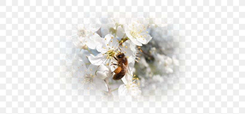 Honey Bee Desktop Wallpaper Cut Flowers, PNG, 500x382px, Honey Bee, Arthropod, Bee, Blossom, Computer Download Free