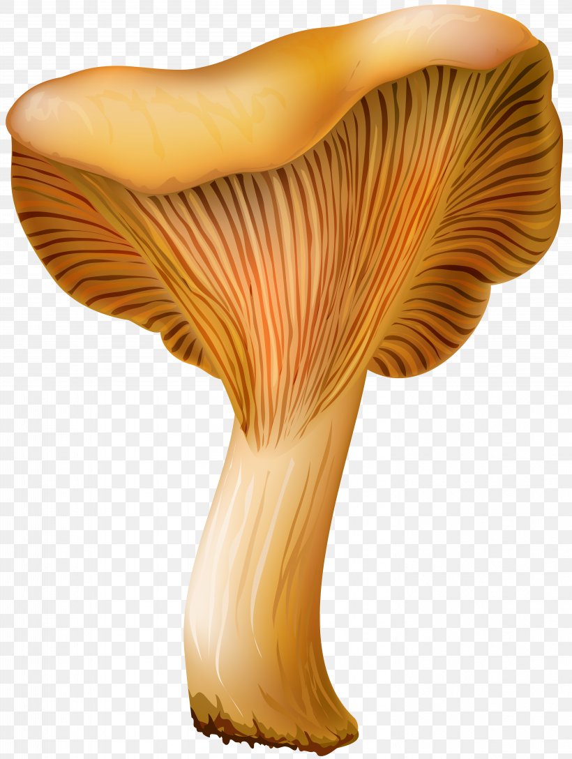 Pleurotus Eryngii Edible Mushroom Clip Art, PNG, 6026x8000px, Pleurotus Eryngii, Agaricaceae, Chanterelle, Edible Mushroom, Fungus Download Free