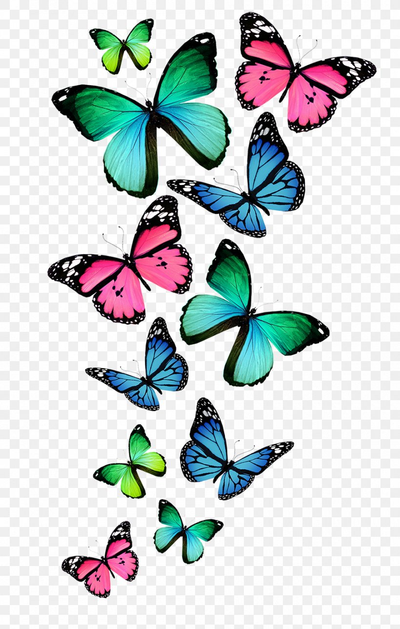 Butterfly Color Royalty-free Clip Art, PNG, 900x1415px, Butterfly, Artwork, Brush Footed Butterfly, Color, Display Resolution Download Free