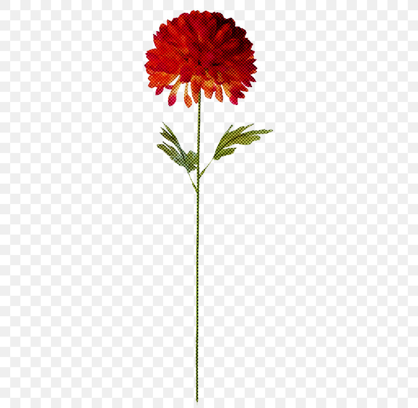 Flower Plant Zinnia Cut Flowers Blanket Flowers, PNG, 800x800px, Flower, Blanket Flowers, Cut Flowers, English Marigold, Gerbera Download Free