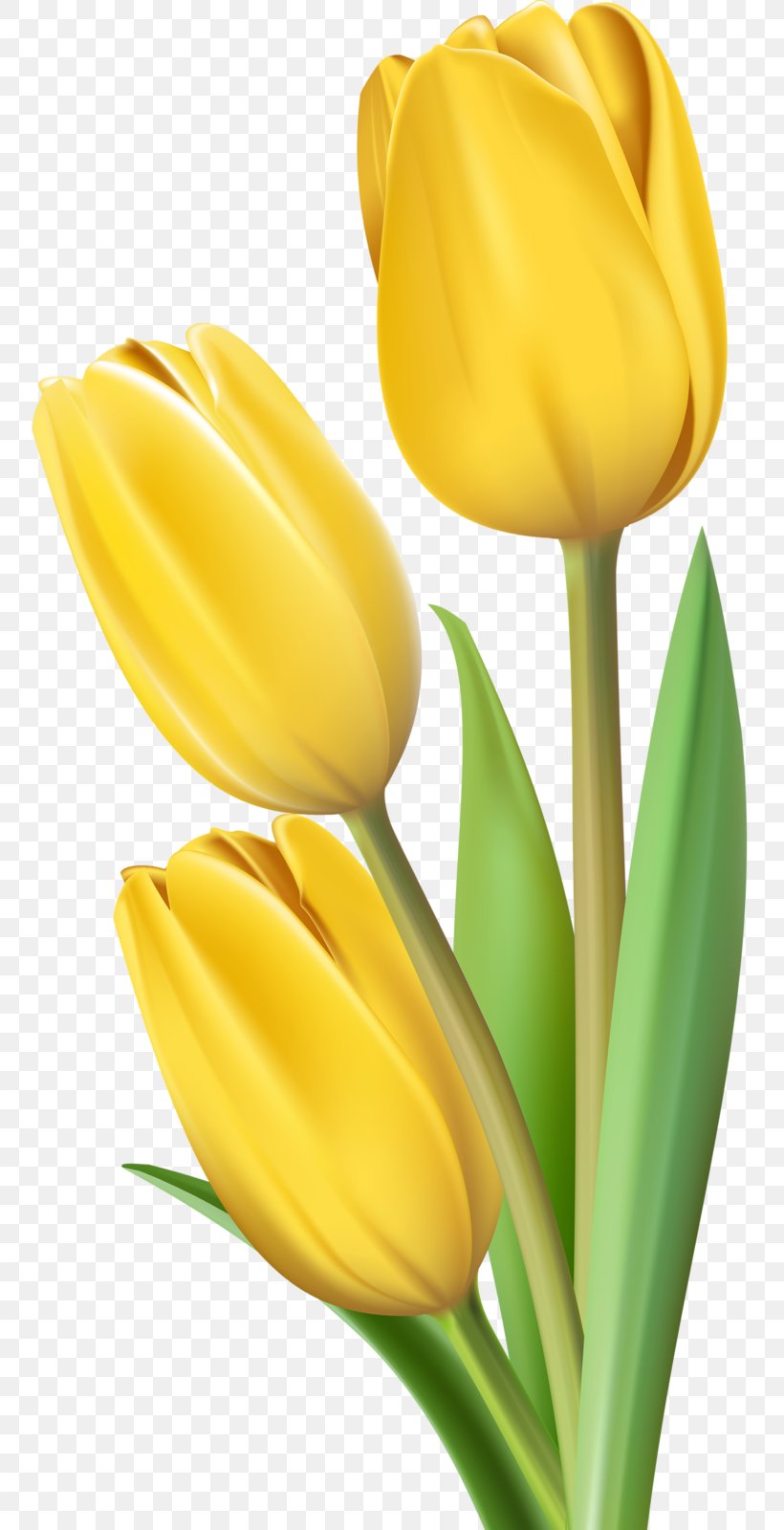 Indira Gandhi Memorial Tulip Garden Clip Art Openclipart, PNG, 753x1600px, Indira Gandhi Memorial Tulip Garden, Bud, Cut Flowers, Drawing, Floral Design Download Free