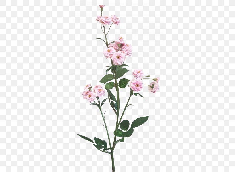 Moth Orchids Cut Flowers Floral Design Plant Stem, PNG, 800x600px, Moth Orchids, Blossom, Branch, Cut Flowers, Family M Invest Doo Download Free