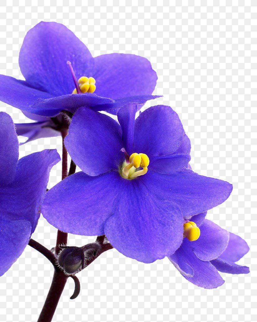 Moth Orchid Bellflower Family Plant, PNG, 819x1024px, Violet, African Violets, Bellflower Family, Blue, Color Download Free