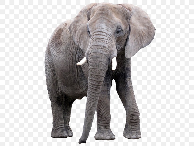 African Elephant Elephantidae Lion Indian Elephant, PNG, 618x618px, African Elephant, Asian Elephant, Elephant, Elephantidae, Elephants And Mammoths Download Free