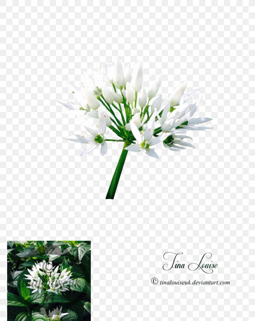 Chives Plant Stem Flower, PNG, 774x1032px, Chives, Flora, Flower, Flowering Plant, Grass Download Free