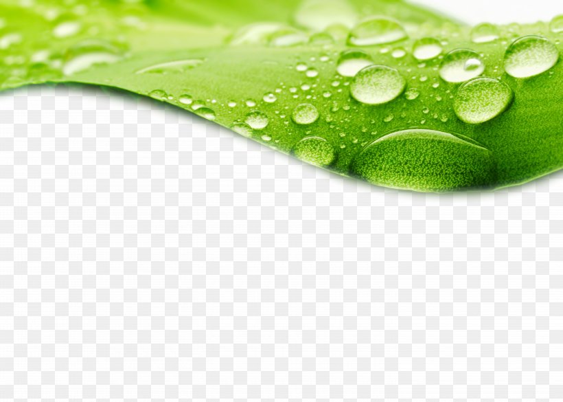 Dew Drop Leaf Stock Photography Wallpaper, PNG, 5820x4158px, Dew, Bud,  Close Up, Display Resolution, Drop Download