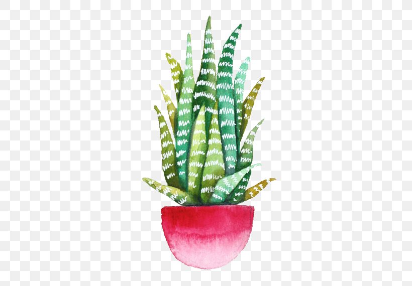 Echeveria Agavoides Drawing Cactaceae Succulent Plant Watercolor Painting, PNG, 570x570px, Echeveria Agavoides, Agave, Art, Botanical Illustration, Cactaceae Download Free