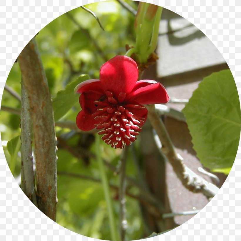Five-flavor Berry Plant Dicotyledon Vine Schisandra Rubriflora, PNG, 1600x1600px, Fiveflavor Berry, Adaptogen, Deciduous, Dicotyledon, Flora Download Free