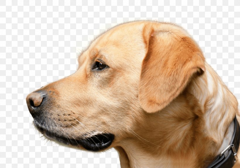 Labrador Retriever Golden Retriever Dog Breed Puppy Broholmer, PNG, 850x597px, Labrador Retriever, Animal, Breed, Broholmer, Carnivoran Download Free