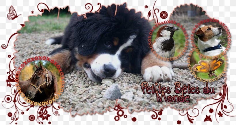 Dog Breed Bernese Mountain Dog Puppy Snout, PNG, 850x450px, Dog Breed, Bernese Mountain Dog, Breed, Carnivoran, Dog Download Free