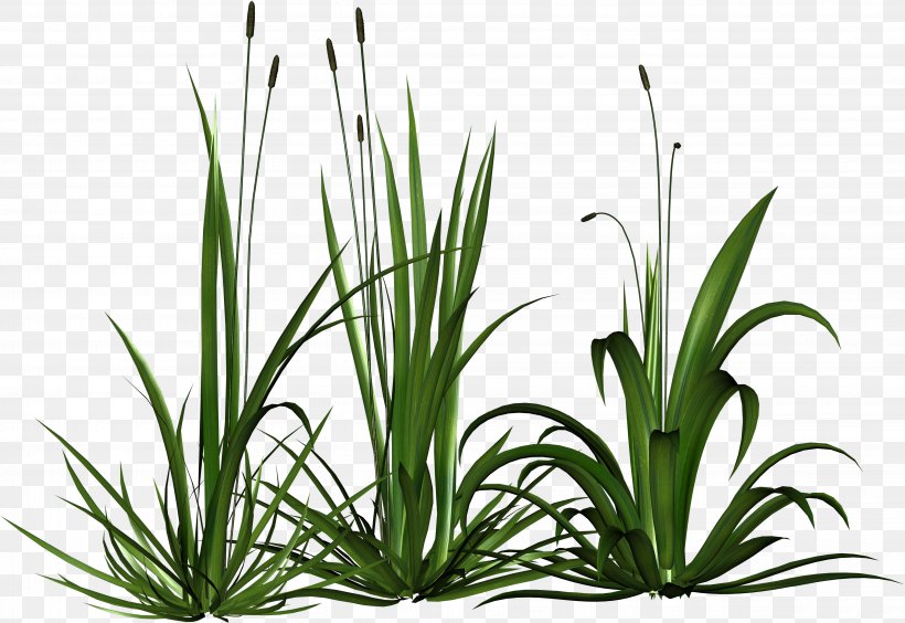 Download DepositFiles Clip Art, PNG, 3851x2652px, Depositfiles, Flower, Flowering Plant, Grass, Grass Family Download Free