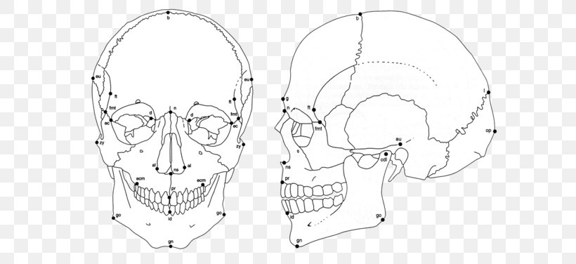 Ear The Human Skull Skeleton Craniometry, PNG, 665x376px, Watercolor, Cartoon, Flower, Frame, Heart Download Free