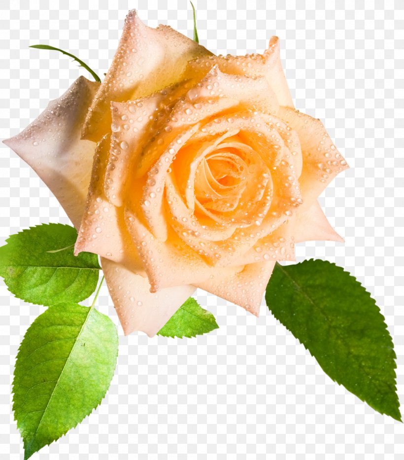 Flower Desktop Wallpaper Rose Stock Photography High-definition Video, PNG, 1054x1200px, Flower, Color, Cut Flowers, Flower Bouquet, Flowering Plant Download Free