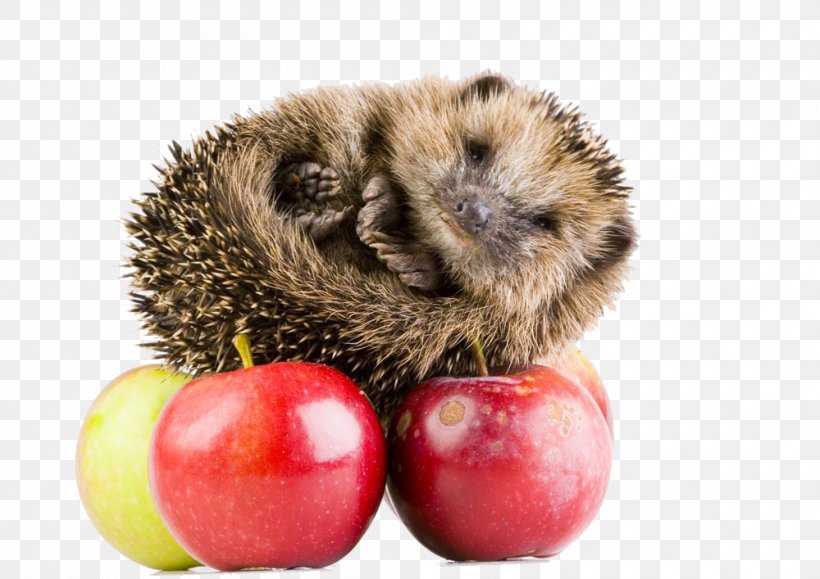 Hedgehog Hxe9risson Stock Photography Wallpaper, PNG, 1000x707px, Hedgehog, Animal, Domesticated Hedgehog, Erinaceidae, Fond Blanc Download Free