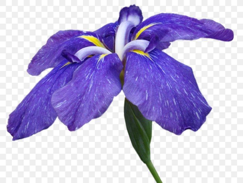 Irises Flower Petal Clip Art, PNG, 800x619px, Irises, Directory, Flower, Flowering Plant, Iris Download Free