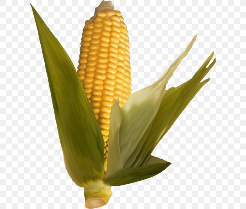 Corn On The Cob Commodity Plant Stem Maize, PNG, 622x699px, Corn On The Cob, Commodity, Maize, Plant Stem, Sweet Corn Download Free