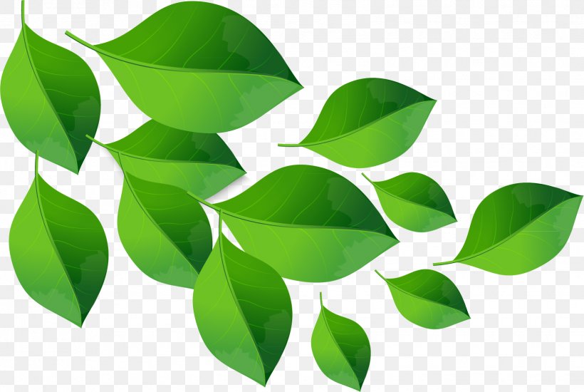 Green Leaf Material, PNG, 1625x1091px, Green, Branch, Color, Concept, Leaf Download Free