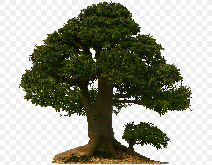 Plane, PNG, 677x637px, Tree, Bonsai, California Live Oak, Californian White Oak, Flower Download Free