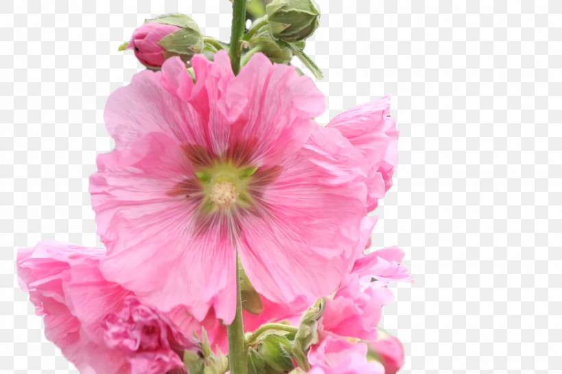Annual Plant Cut Flowers Herbaceous Plant Hollyhock Plants, PNG, 1920x1280px, Annual Plant, Biology, Childrens Film, Cut Flowers, Family Download Free