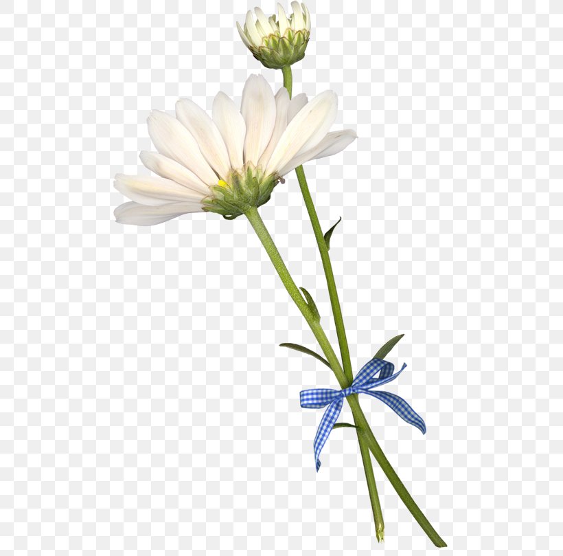 Common Daisy Cut Flowers Petal, PNG, 500x809px, Common Daisy, Chamomile, Cut Flowers, Daisy, Data Download Free