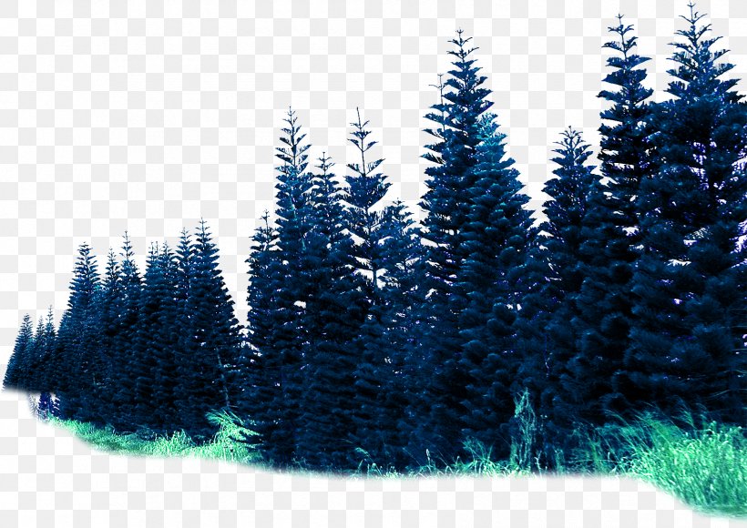 Spruce Forest Rendering, PNG, 1699x1202px, Spruce, Biome, Blue, Christmas Tree, Conifer Download Free