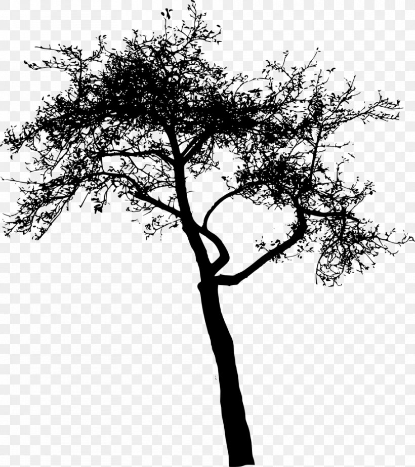 Twig Tree Sticker, PNG, 909x1024px, Twig, Austral Pacific Energy Png Limited, Black And White, Branch, Monochrome Photography Download Free