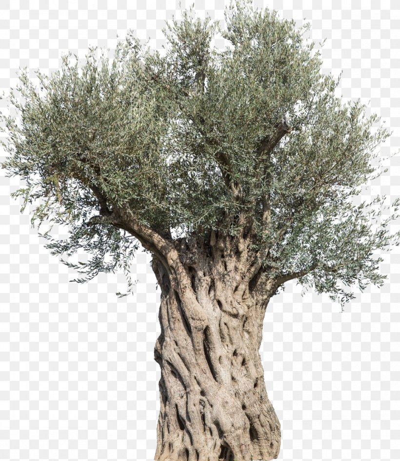 Olive Stock Photography Tree Mediterranean Cuisine Branch, PNG, 961x1107px, Olive, Branch, Houseplant, Mediterranean Cuisine, Oak Download Free