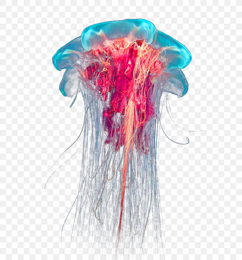 Box Jellyfish Ocean Tide Pool, PNG, 600x880px, Jellyfish, Animal, Box Jellyfish, Color, Information Download Free