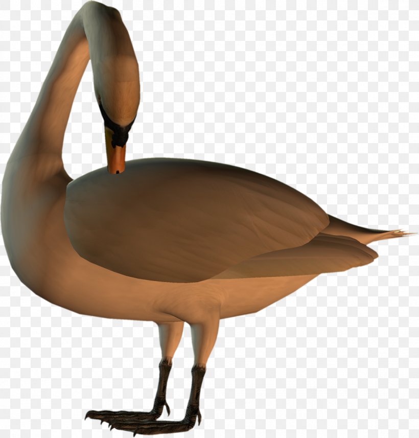 Cygnini Goose Duck Bird Anatidae, PNG, 1147x1200px, Cygnini, Anatidae, Animal, Anseriformes, Beak Download Free
