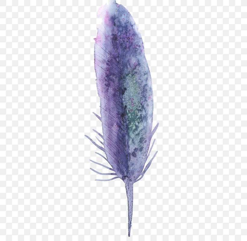 Lavender Purple Drawing Lilac Color, PNG, 647x800px, Lavender, Color, Colored Pencil, Drawing, Feather Download Free