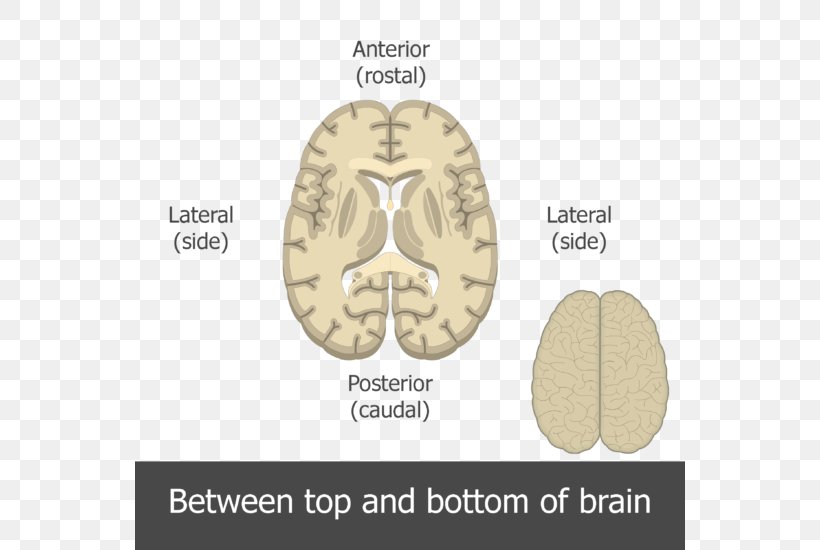 Top Brain, Bottom Brain: Surprising Insights Into How You Think The Brain Explained Anatomy Coronal Plane, PNG, 550x550px, Watercolor, Cartoon, Flower, Frame, Heart Download Free