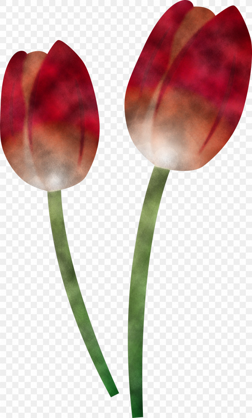 Tulip Flower Plant Petal Plant Stem, PNG, 1811x2999px, Tulip, Anthurium, Bud, Flower, Leaf Download Free