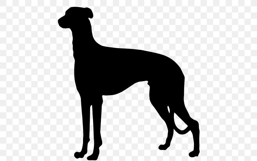 Australian Cattle Dog German Shorthaired Pointer German Wirehaired Pointer Ormskirk Terrier, PNG, 485x516px, Australian Cattle Dog, Animal Sports, Azawakh, Black And White, Carnivoran Download Free