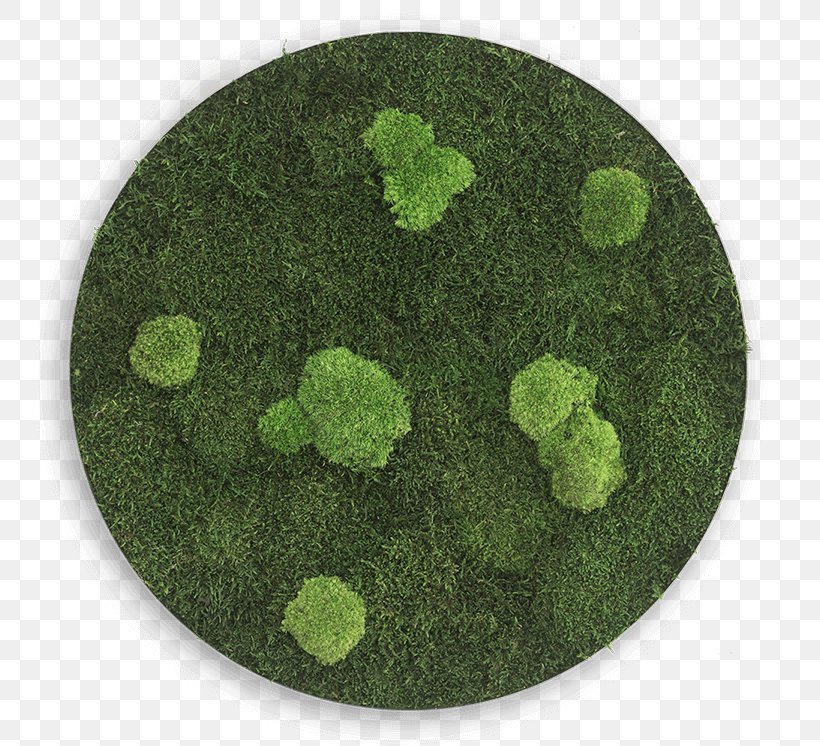 Circle Sphere Bryophyte Iceland Moss Disk, PNG, 750x746px, Sphere, Bryophyte, Disk, Ellipse, Grass Download Free