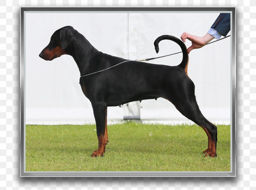 Dobermann German Pinscher Miniature Pinscher Manchester Terrier Dog Breed, PNG, 840x625px, Dobermann, Breed, Carnivoran, Dog, Dog Breed Download Free