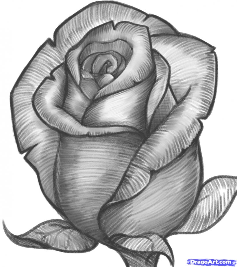 Drawing Rose Pencil Sketch, PNG, 12x12px, Drawing, Art, Art