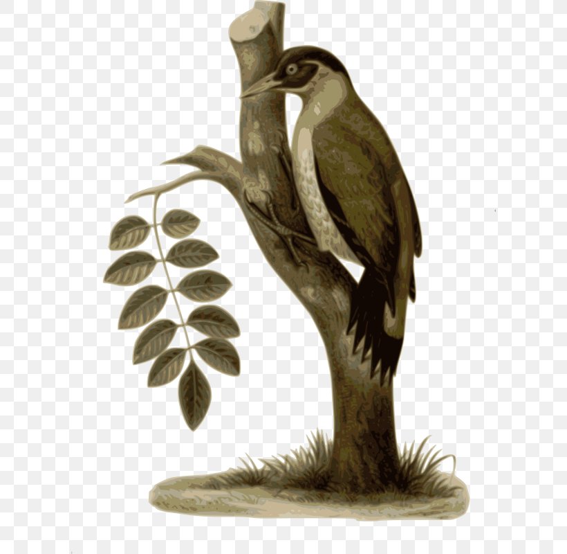 Hornbill Bird, PNG, 614x800px, Peafowl, Beak, Bird, Bird Of Prey, Branch Download Free