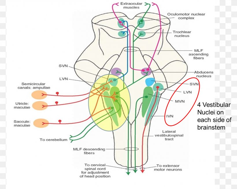 Medicine Vestibular Nerve Vestibular System Lateral Vestibular Nucleus Therapy, PNG, 1407x1125px, Watercolor, Cartoon, Flower, Frame, Heart Download Free