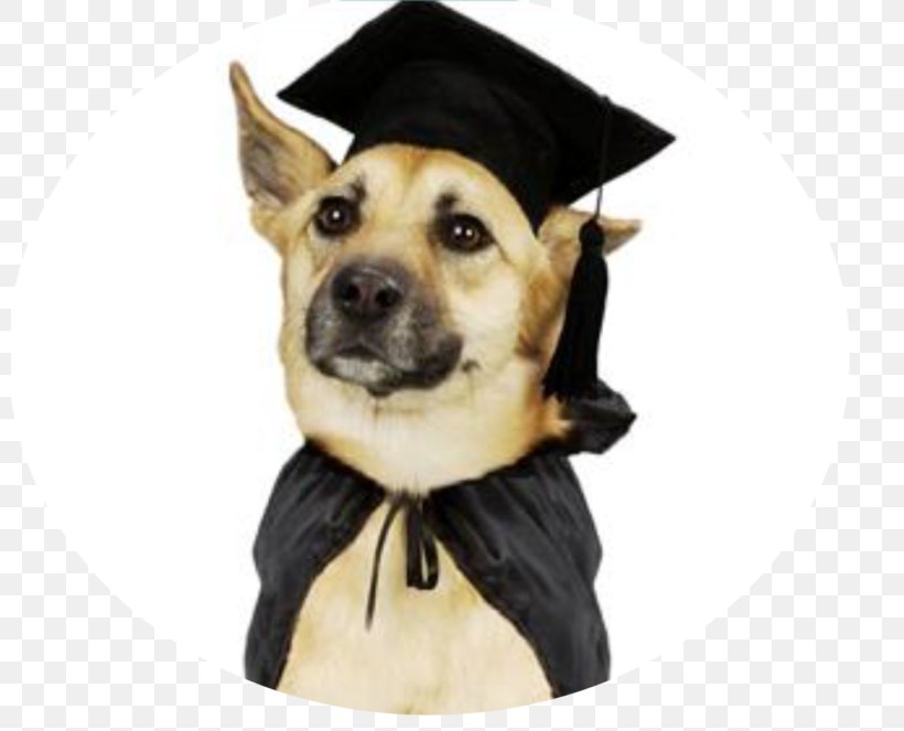 Puppy Labrador Retriever Kerry Blue Terrier Dog Training Graduation Ceremony, PNG, 800x663px, Puppy, Academic Dress, Carnivoran, Dog, Dog Breed Download Free