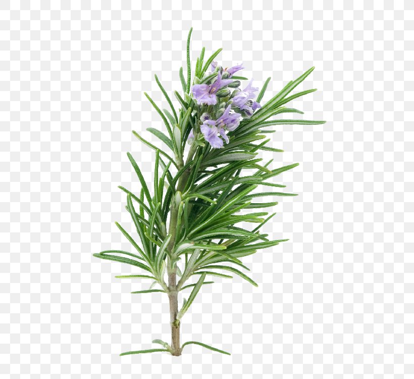 Rosemary Herb Essential Oil Plant Porchetta, PNG, 500x750px, Rosemary, Chives, Common Sage, Essential Oil, Flower Download Free
